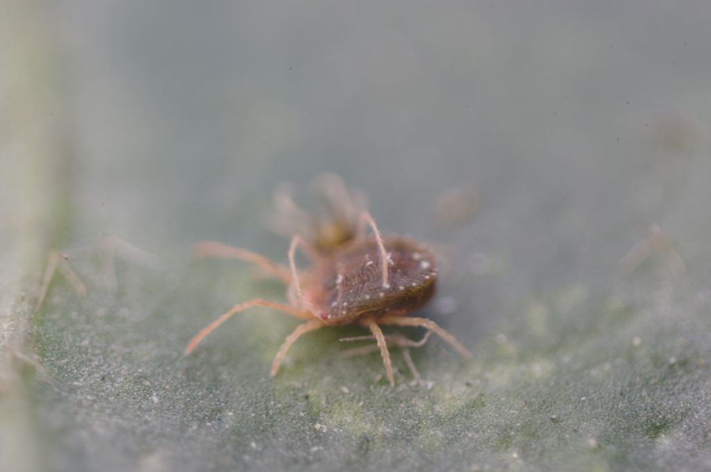 Acari su foglie di edera: cfr.  Tetranychidae - Rende (CS)